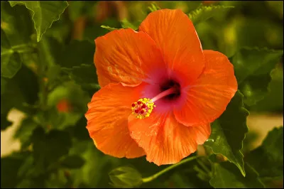 Que veut dire "orange" ?
(Facile)