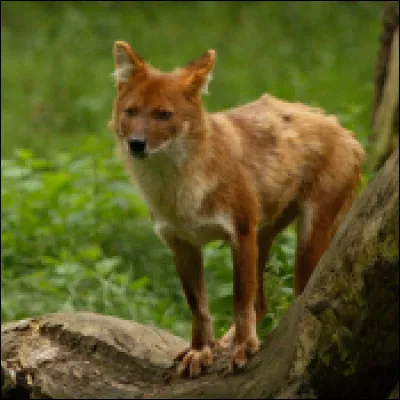 Quel canidé vivant en Asie est surnommé chien rouge en raison de son pelage brun roux ?