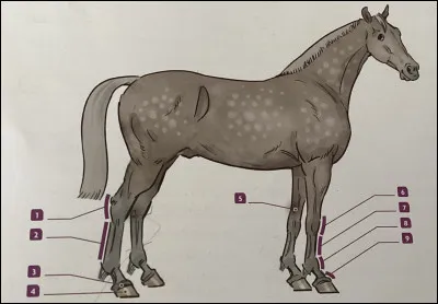 Quelles sont les principales parties des membres ?