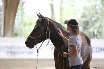 Où dois-je me placer pour marcher avec mon cheval en main ?