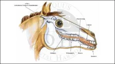 Quelles sont les dents que les mâles ont mais pas les femelles ?