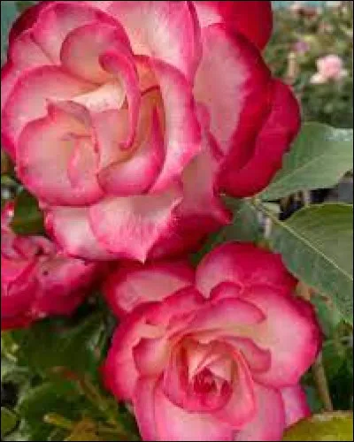 Elle a impacté toute ma génération et c'est avec respect que je pense à elle dans ce message personnel !