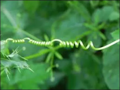 Si vous échouez sur ce personnage, vous pousserez un grand cri de rage !
