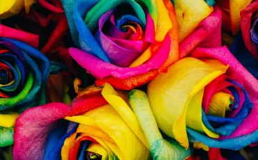 Quiz Couleurs