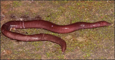 Km 89,2 : Vierzon. &Agrave; l'&eacute;poque gallo-romaine, Vierzon est une des vingt villes d&eacute;truites pendant le si&egrave;ge d'Avaricum. Qui en a command&eacute; la destruction ?