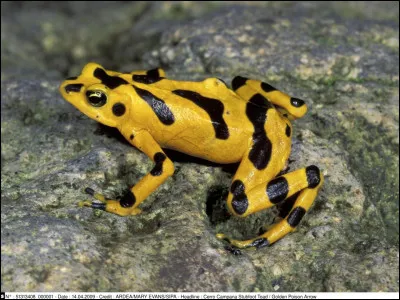 Peuvent-elles être toxiques ?