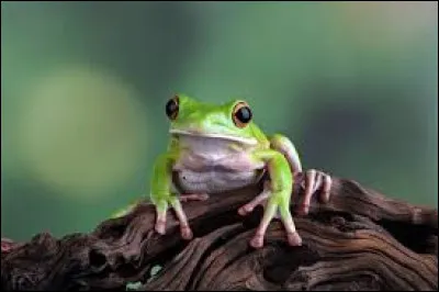 Combien de doigts ont-elles ?