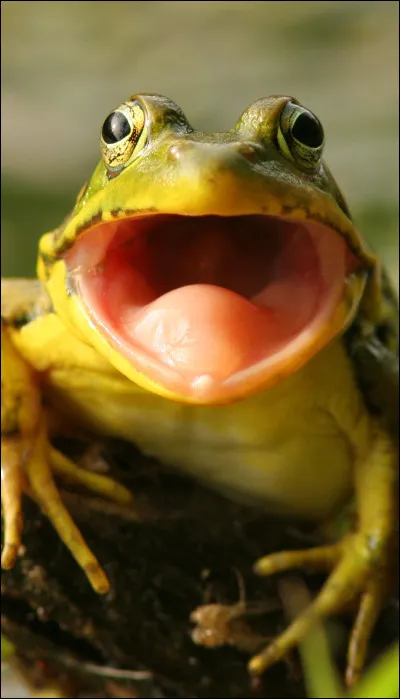 Que mangent les grenouilles ?