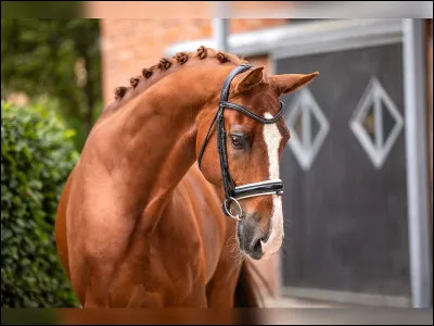 De quelle race est celui-ci ?