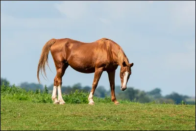 Alors, quelle est cette race ?