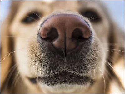 Le nez des chiens est humide pour aider à absorber les substances odorantes. Vrai ou faux ?