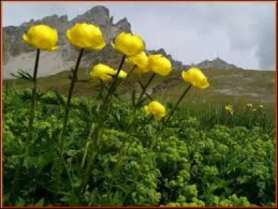 Nature - Comment se nomment ces jolies fleurs de montagne ?
