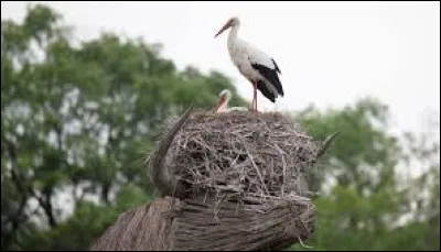 Animaux - Quel est le nom du petit de la cigogne ?