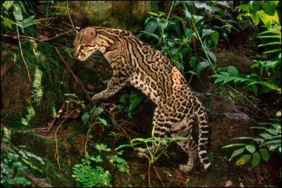 Quel est votre animal préféré ?