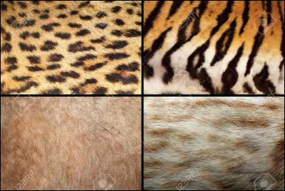 Vous préférez être...