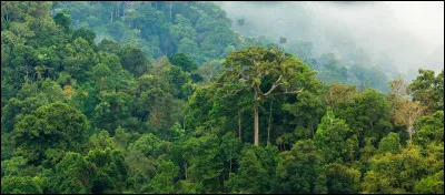Comment lutter contre la déforestation liée à l'huile de palme ?
