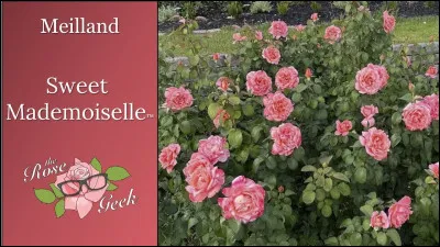 Saint "........", Mademoiselle "........"