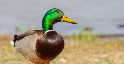 La "..........." au canard, La "............" aux choux