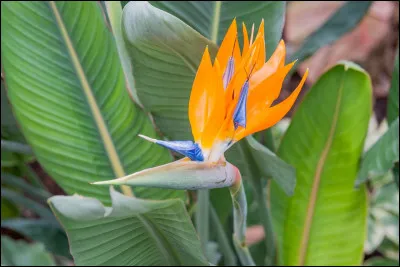 Quelle est cette plante ?