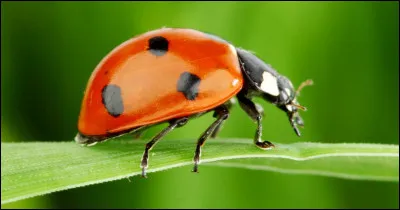 Les points sur les coccinelles indiquent-ils leur âge ?