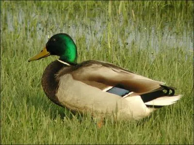 Comment dit-on 'canard' en anglais ?