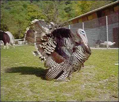 Comment dit-on 'dindon' en anglais ?