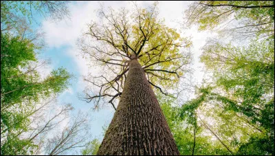 Quelle forêt de France située dans le département de l'Allier est composée majoritairement de chênes nés il y a plus de 350 ans ?