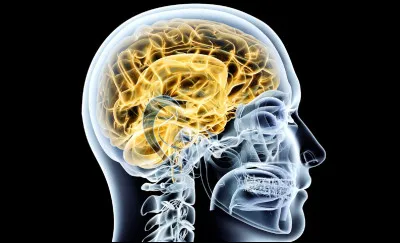 Que faut-il ajouter à "cor" pour obtenir le nom de la partie externe qui forme l'enveloppe d'un organe animal ou végétal ?