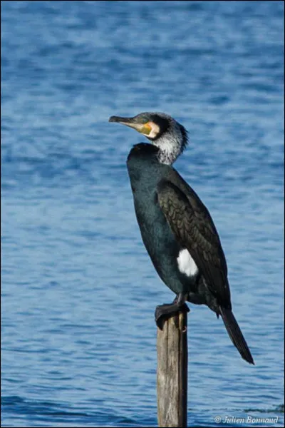 Que faut-il ajouter à "cor" pour obtenir le nom de cet oiseau aquatique ?