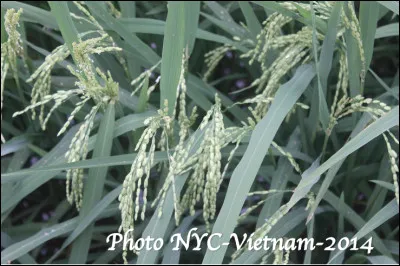 Qu'est ce que c'est que cette céréale du Vietnam ?