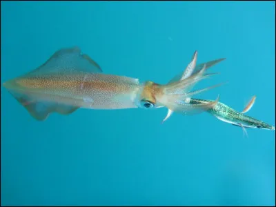 Est-ce un poulpe ou un calamar ?