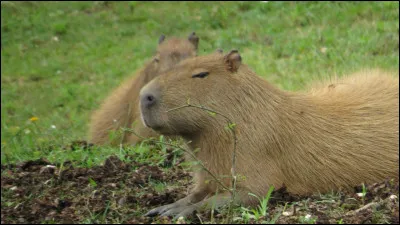 Est-ce un capybara ou un ragondin ?