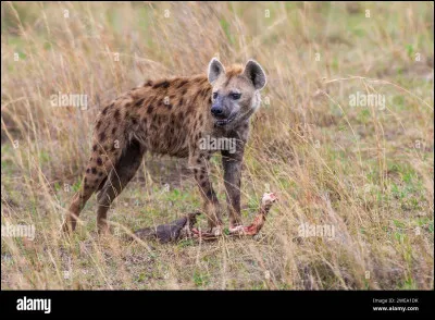 Est-ce une hyène ou un lycaon ?