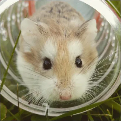 Est-ce un hamster ou un chinchilla ?