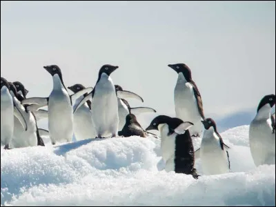 Est-ce que ce sont des pingouins ou des manchots ?