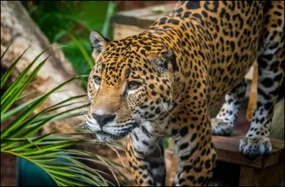 J. Jaguar.
Quels animaux peut-on facilement confondre avec le jaguar ?
