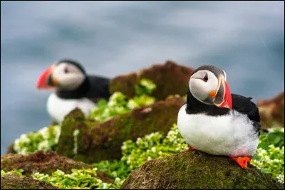 M. Macareux.
De quelle famille viennent les macareux ?