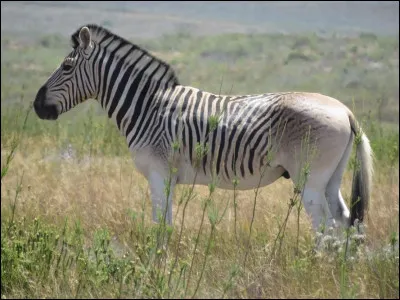 Q. Quagga.
Où vivent les quaggas ?