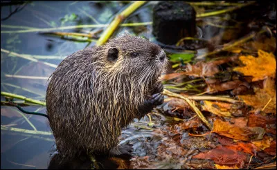 R. Ragondin.
Quel est le poids moyen du ragondin ?