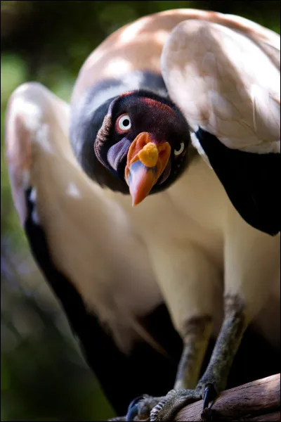 U. Urubu.
Quelle est lespérance de vie moyenne de lurubu ?