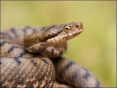 V. Vipère.
Est-ce que la vipère est venimeuse ?