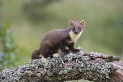 X. Xénope.
Est-ce que cest bien un xénope sur limage ?