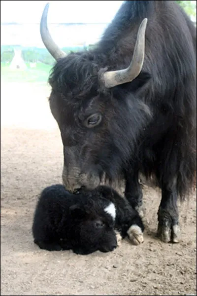 Y. Yack.
Combien de temps dure la gestation dune femelle yack ?