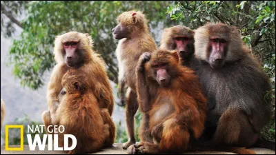 B. Babouin.
Le babouin est-il herbivore, carnivore ou omnivore ?