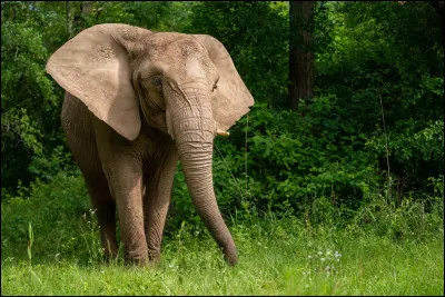 E. Éléphant.
Combien de tonnes pèse un éléphant en moyenne ?