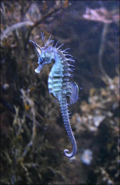 H. Hippocampe.
Quelle est la particularité de lhippocampe ?