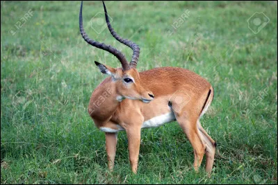 I. Impala.
Qui sont les principaux prédateurs de limpala ?