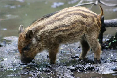 Que devez-vous ajouter à "mar" pour trouver le nom de cet animal...
