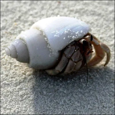 Quel est lautre nom vernaculaire du bernard-lermite, qui est proche de son genre scientifique ?