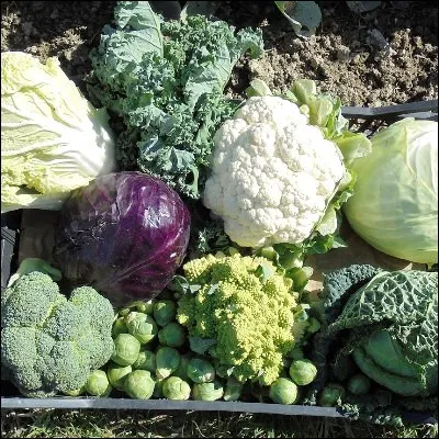 Quelle variété de chou originaire de Sicile produit de minuscules fleurs jaunes lors de la floraison ?